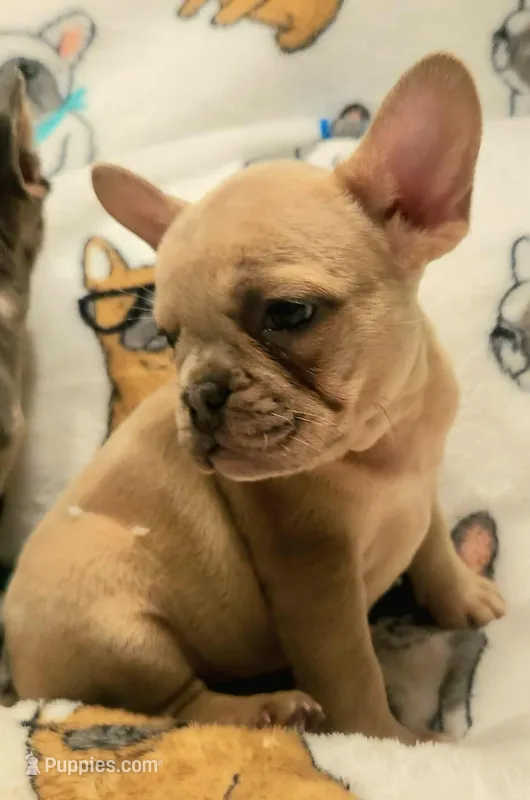 Ivory – Blue Cream Merle