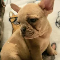Ivory – Blue Cream Merle, a female French Bulldog for sale in Gadsden, AL – Photo 1 of 7