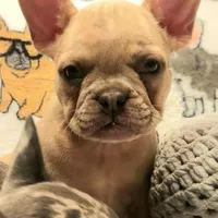 Ivory – Blue Cream Merle, a female French Bulldog for sale in Gadsden, AL – Photo 6 of 7