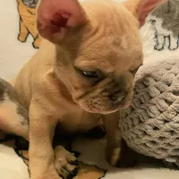 Ivory – Blue Cream Merle, a female French Bulldog for sale in Gadsden, AL – Photo 3 of 7