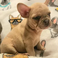 Ivory – Blue Cream Merle, a female French Bulldog for sale in Gadsden, AL – Photo 4 of 7