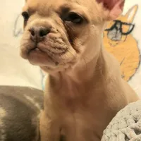 Ivory – Blue Cream Merle, a female French Bulldog for sale in Gadsden, AL – Photo 7 of 7