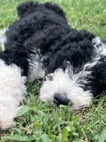 Maple, a female Aussiedoodle and Bernedoodle for sale in Claremont, NC – 6 of 6
