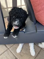 Muffin, a female Aussiedoodle and Bernedoodle for sale in Claremont, NC – 5 of 7