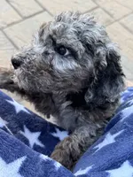 Biscuit, a male Aussiedoodle and Bernedoodle for sale in Claremont, NC – 4 of 10