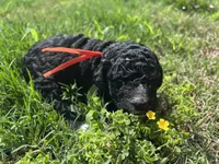 Muffin, a female Aussiedoodle and Bernedoodle for sale in Claremont, NC – 6 of 7