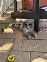 Gravy, a male Aussiedoodle and Bernedoodle for sale in Claremont, NC – 4 of 9