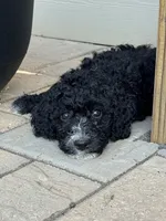Muffin, a female Aussiedoodle and Bernedoodle for sale in Claremont, NC – 1 of 7