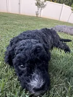 Fernie, a female Aussiedoodle and Bernedoodle for sale in Claremont, NC – 4 of 8