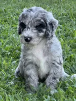 Gravy, a male Aussiedoodle and Bernedoodle for sale in Claremont, NC – 5 of 9