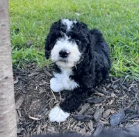 Maple, a female Aussiedoodle and Bernedoodle for sale in Claremont, NC – 4 of 6