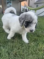 Olive, a female Aussiedoodle and Bernedoodle for sale in Claremont, NC – 3 of 10