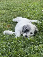 Olive, a female Aussiedoodle and Bernedoodle for sale in Claremont, NC – 6 of 10