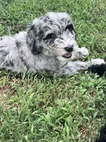 Gravy, a male Aussiedoodle and Bernedoodle for sale in Claremont, NC – 6 of 9