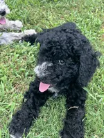 Fernie, a female Aussiedoodle and Bernedoodle for sale in Claremont, NC – 8 of 8