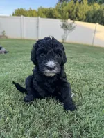Fernie, a female Aussiedoodle and Bernedoodle for sale in Claremont, NC – 3 of 8