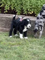 Maple, a female Aussiedoodle and Bernedoodle for sale in Claremont, NC – 2 of 6