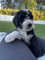 Maple, a female Aussiedoodle and Bernedoodle for sale in Claremont, NC – 5 of 6