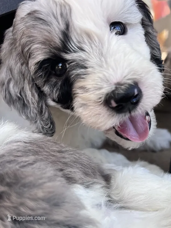 Olive – Aussiedoodle, Bernedoodle puppy for sale in Claremont, NC