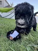 Fernie, a female Aussiedoodle and Bernedoodle for sale in Claremont, NC – 2 of 8
