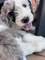 Gravy, a male Aussiedoodle and Bernedoodle for sale in Claremont, NC – 8 of 9