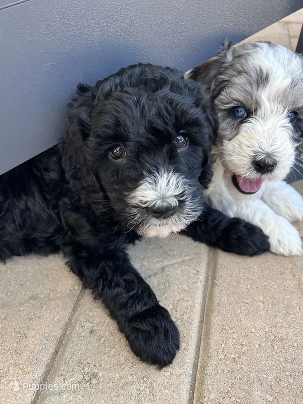 Fernie – Aussiedoodle, Bernedoodle puppy for sale in Claremont, NC
