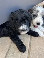 Fernie, a female Aussiedoodle and Bernedoodle for sale in Claremont, NC – 1 of 8