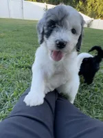 Olive, a female Aussiedoodle and Bernedoodle for sale in Claremont, NC – 7 of 10