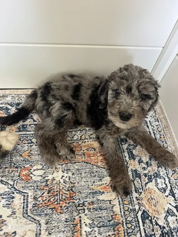 Biscuit – Aussiedoodle, Bernedoodle puppy for sale in Claremont, NC
