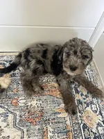 Biscuit, a male Aussiedoodle and Bernedoodle for sale in Claremont, NC – 1 of 10