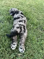 Biscuit, a male Aussiedoodle and Bernedoodle for sale in Claremont, NC – 5 of 10