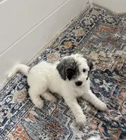 Olive, a female Aussiedoodle and Bernedoodle for sale in Claremont, NC – 2 of 10