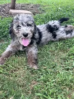 Biscuit, a male Aussiedoodle and Bernedoodle for sale in Claremont, NC – 8 of 10
