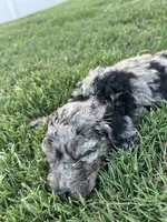 Biscuit, a male Aussiedoodle and Bernedoodle for sale in Claremont, NC – 6 of 10