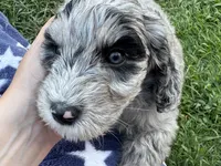 Gravy, a male Aussiedoodle and Bernedoodle for sale in Claremont, NC – 1 of 9