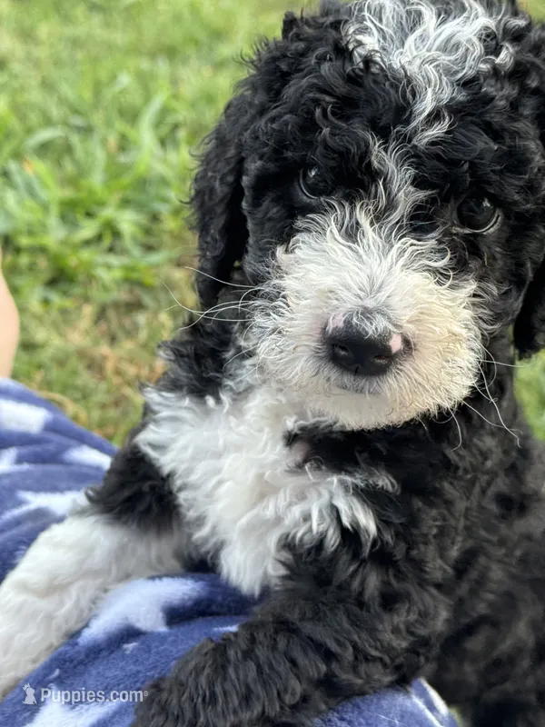 Maple – Aussiedoodle, Bernedoodle puppy for sale in Claremont, NC