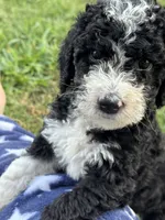 Maple, a female Aussiedoodle and Bernedoodle for sale in Claremont, NC – 1 of 6