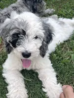 Olive, a female Aussiedoodle and Bernedoodle for sale in Claremont, NC – 9 of 10