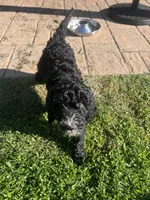 Fernie, a female Aussiedoodle and Bernedoodle for sale in Claremont, NC – 6 of 8