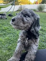 Biscuit, a male Aussiedoodle and Bernedoodle for sale in Claremont, NC – 2 of 10