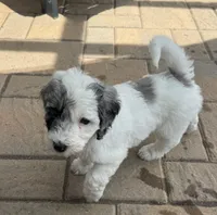 Olive, a female Aussiedoodle and Bernedoodle for sale in Claremont, NC – 5 of 10