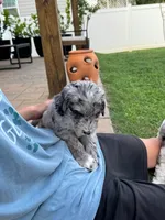 Gravy, a male Aussiedoodle and Bernedoodle for sale in Claremont, NC – 7 of 9