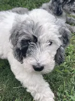 Olive, a female Aussiedoodle and Bernedoodle for sale in Claremont, NC – 10 of 10