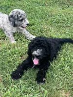 Fernie, a female Aussiedoodle and Bernedoodle for sale in Claremont, NC – 7 of 8