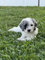 Olive, a female Aussiedoodle and Bernedoodle for sale in Claremont, NC – 4 of 10