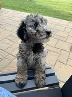 Biscuit, a male Aussiedoodle and Bernedoodle for sale in Claremont, NC – 3 of 10
