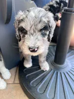 Gravy, a male Aussiedoodle and Bernedoodle for sale in Claremont, NC – 9 of 9
