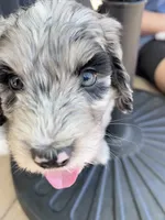 Gravy, a male Aussiedoodle and Bernedoodle for sale in Claremont, NC – 3 of 9
