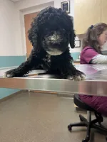 Muffin, a female Aussiedoodle and Bernedoodle for sale in Claremont, NC – 7 of 7