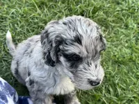 Gravy, a male Aussiedoodle and Bernedoodle for sale in Claremont, NC – 2 of 9